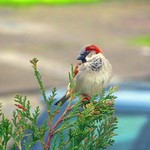House Sparrow 15-04-2018