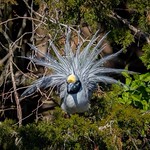 Yellow Crown Night Heron