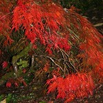 japanese maple