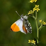 Orange tip butterfly 0010(6D4)