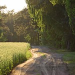 spring in the forest