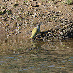 Thirsty Greenfinch