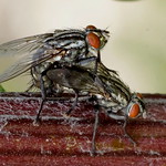 Faisons l'amour avant de nous dire Adieu