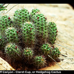 Grandstaff Canyon - Claret Cup, or Hedgehog Cactus
