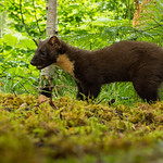Pine Marten