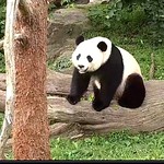 Beautiful Bei Bei