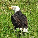 Seeadler