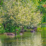 London St James's Park 06 (The most beautiful Black Swan photo)