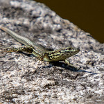 Common wall lizard (Podarcis muralis)