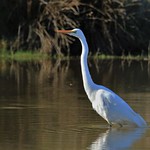 Kotuku - white heron - Aredea modesta
