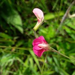 Vetchling, Grass
