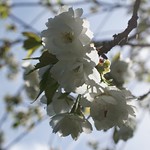 backlit blossom - explored