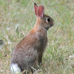 ~Rabbit, Rabbit...~ Happy August.