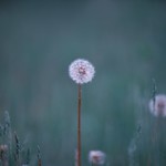 Dandelion dreams.