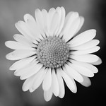 B&W Daisy