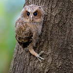 Juvenile Collared Scops-owl (Otus lettia) 领角鸮 (幼鸟)