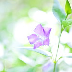 Vinca major