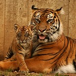 Soy and one of the "Terrible Trio"