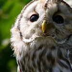 Young Owl