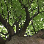 Hornbeam (Carpinus betulus) - canopy - May 2018