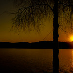 A birch with no leaves