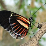 London Zoo - Butterfly - September 18th 2006