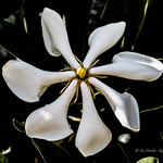 Gardenia: "Forever More"