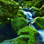 Moss green and flow of water