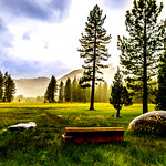 Sierra Nevada Meadow