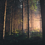 Night in the woods-2