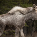 Moose - Kananaskis Country