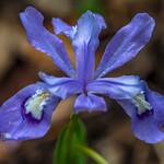 Native Dwarf Iris