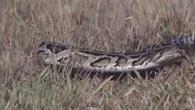 Woman wakes up with 8-foot python coiled on her chest while sleeping: ‘Don’t move’