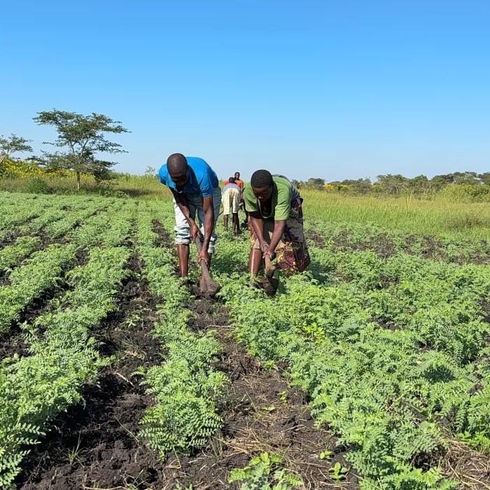 New Chickpea Selection to Drive Local weather Resilience in Africa — World Points