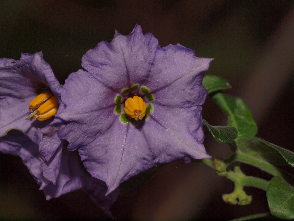 Bluewitch nightshade