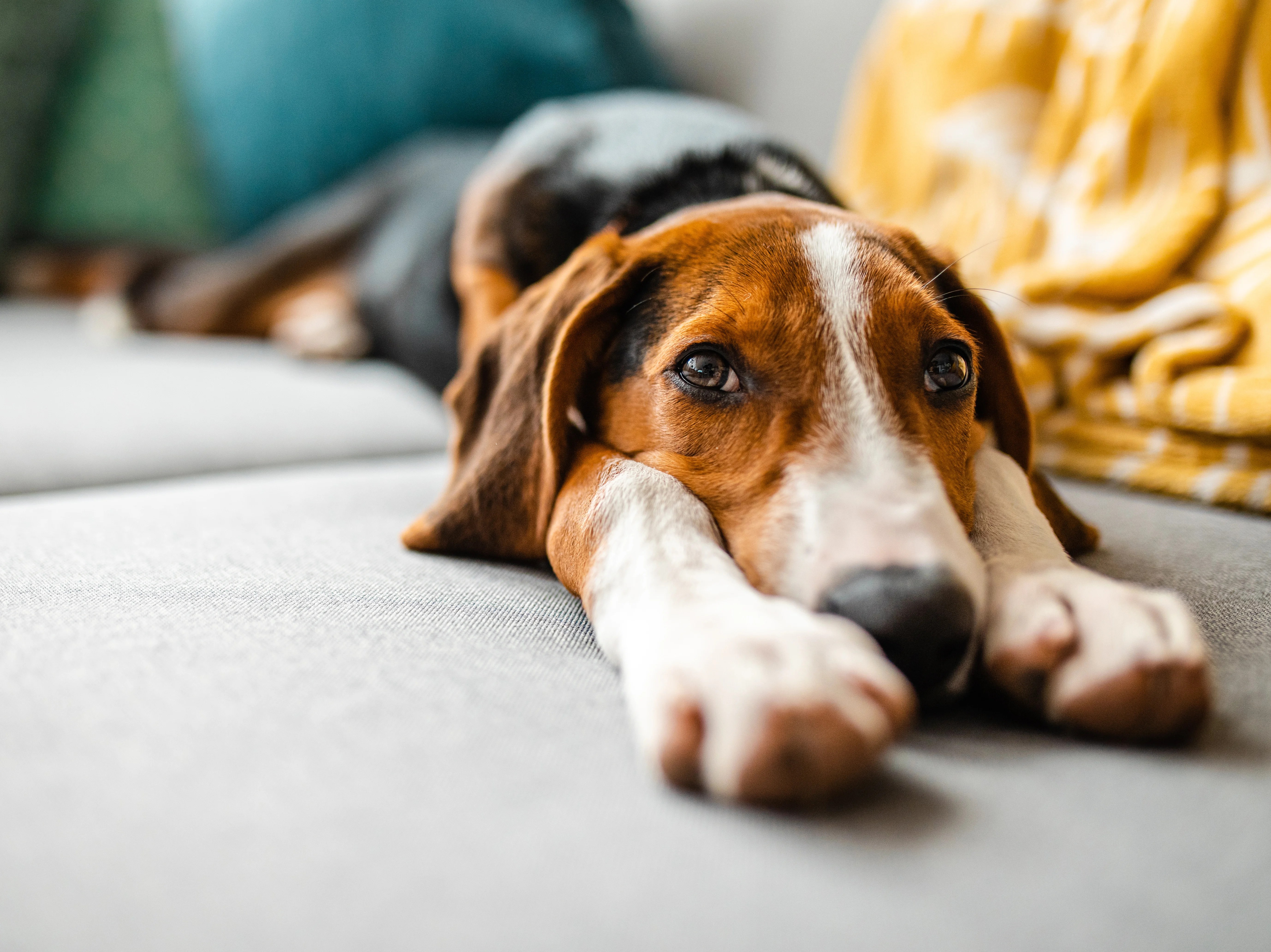 The subtle signs your dog may be in pain – that aren’t barking, limping or personality changes