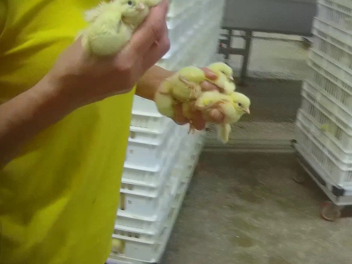 Chicks killed, crushed and trodden on at award-winning hatchery, disturbing video appears to show