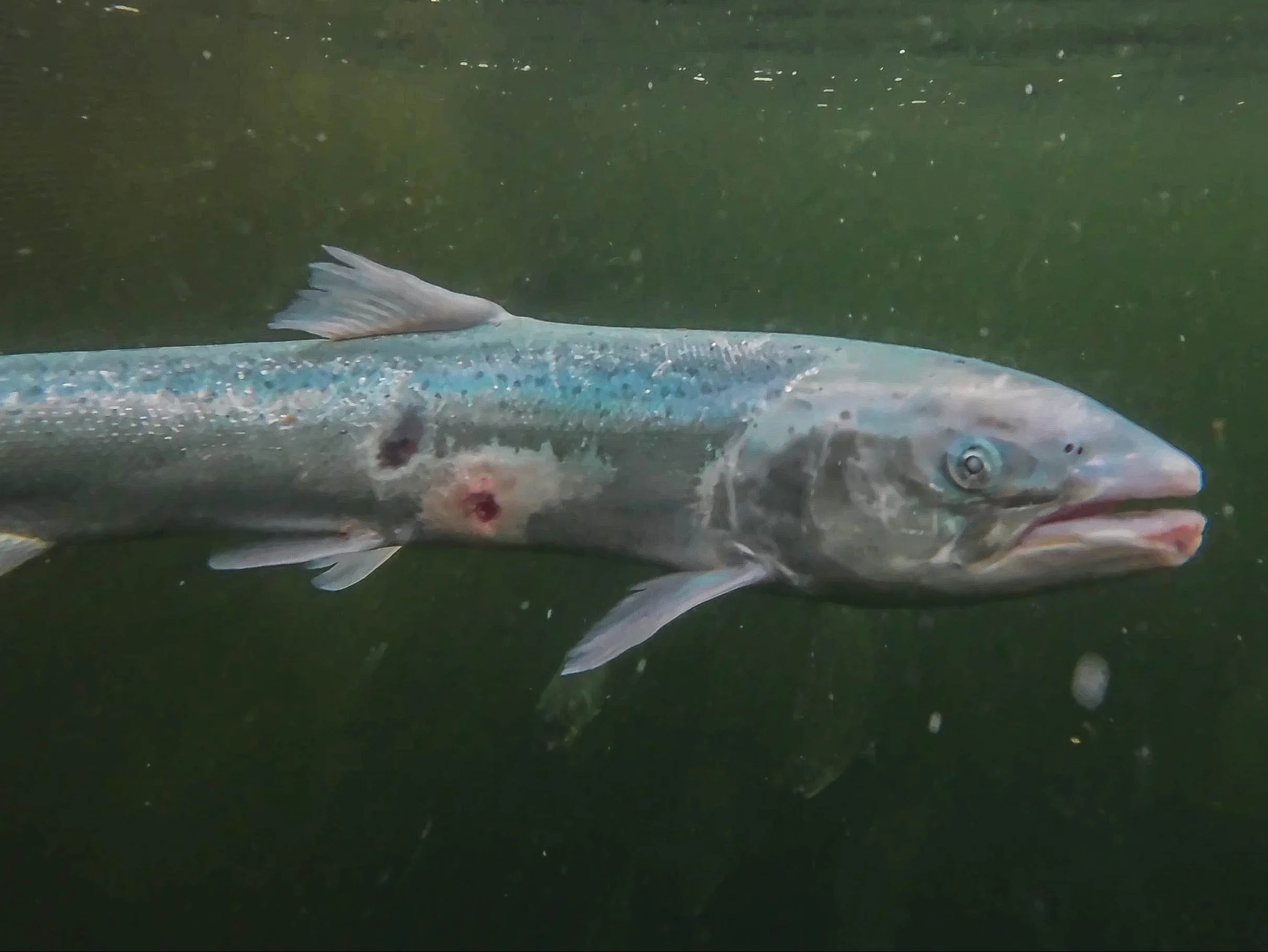 Scottish salmon industry ‘misleading consumers’ on death rates, sea lice and chemicals, activists say