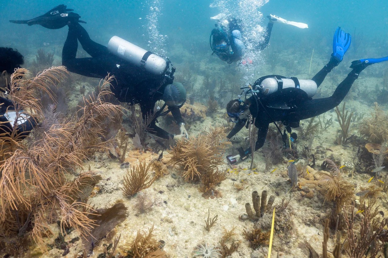 Coral transplants could help save Miami’s iconic reefs from climate change