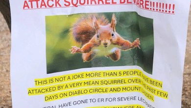 ‘Very mean’ squirrel attacks residents and sends at least two people to hospital