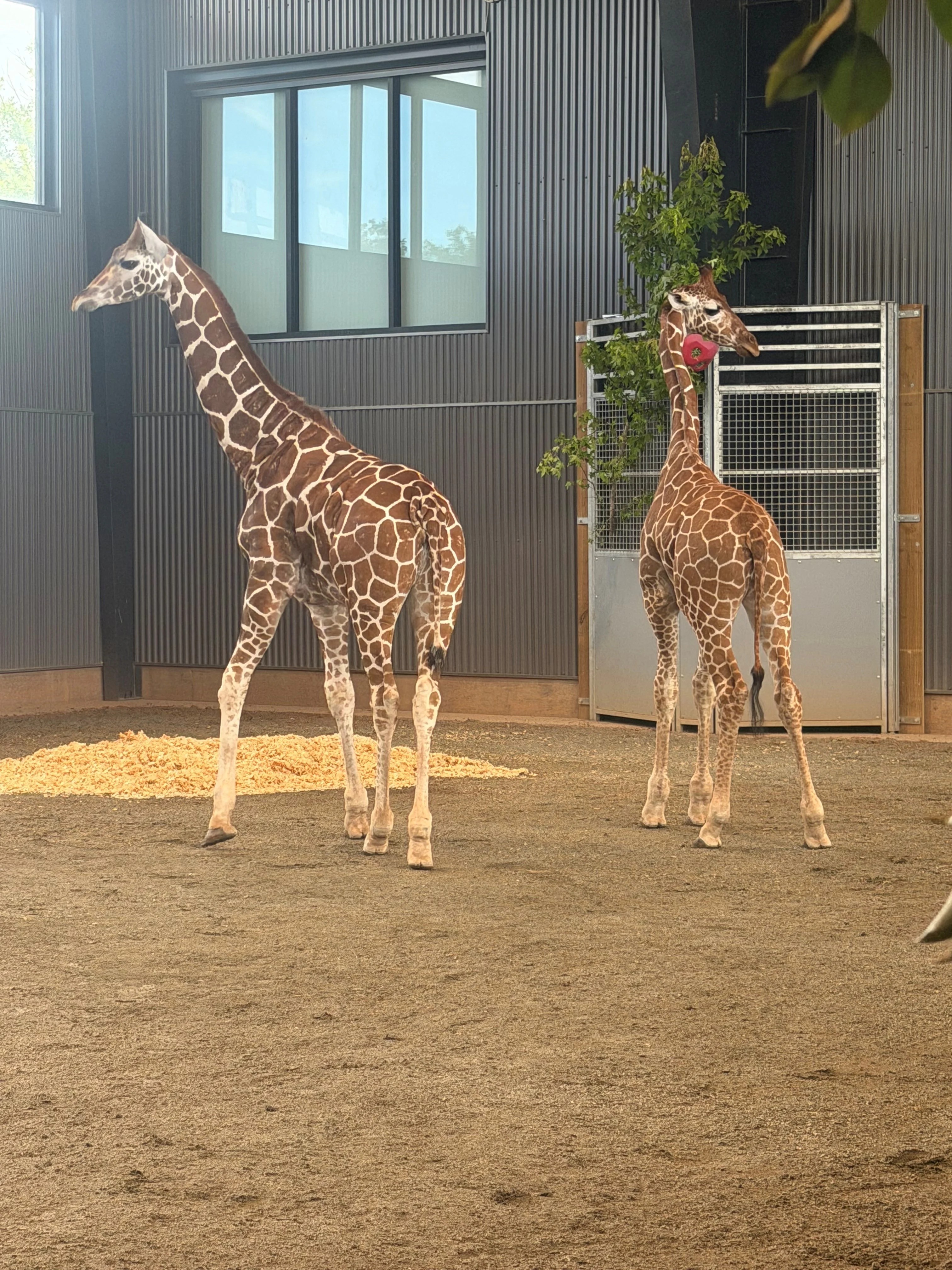 Two baby giraffes who went vanished from a Virginia zoo a year ago are found safe