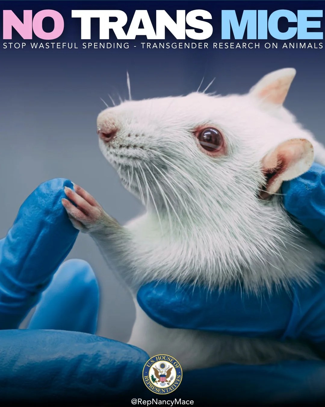Nancy Mace mocked online after posting about ‘trans’ mice in research