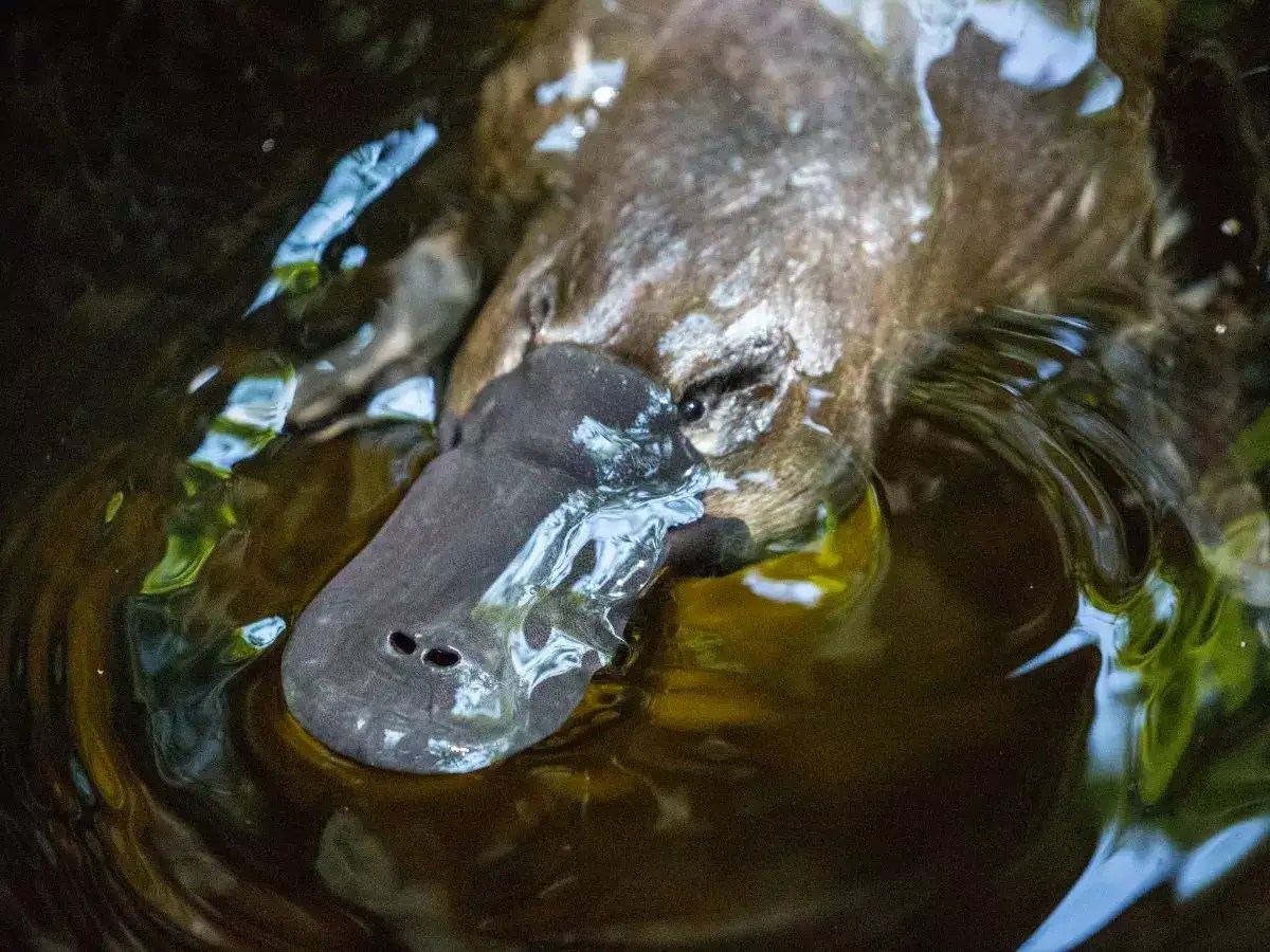 6 animals that lay the largest eggs | The Times of India