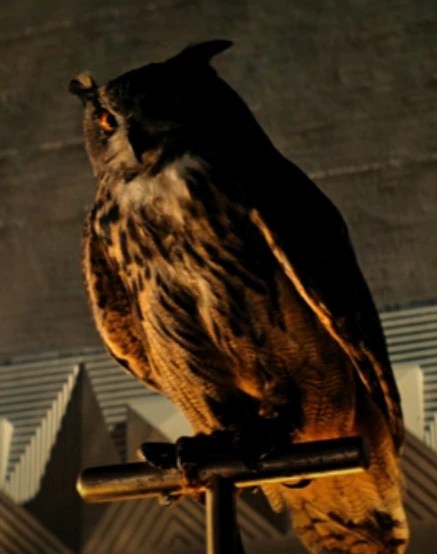 Owl Off World The Blade Runner Wiki Fandom