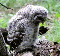 Owl Glossary Guardians Of Ga Hoole Wiki Fandom