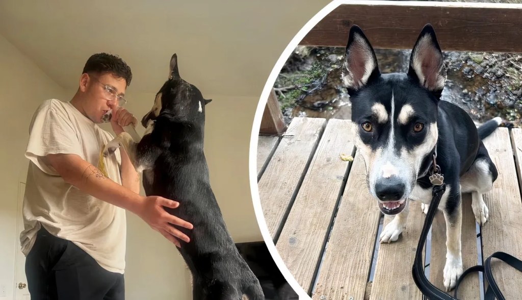 Marine Finally Reunites With His Dog After 6 Months Apart in Japan Marine Finally Reunites With His Dog After 6 Months Apart in Japan