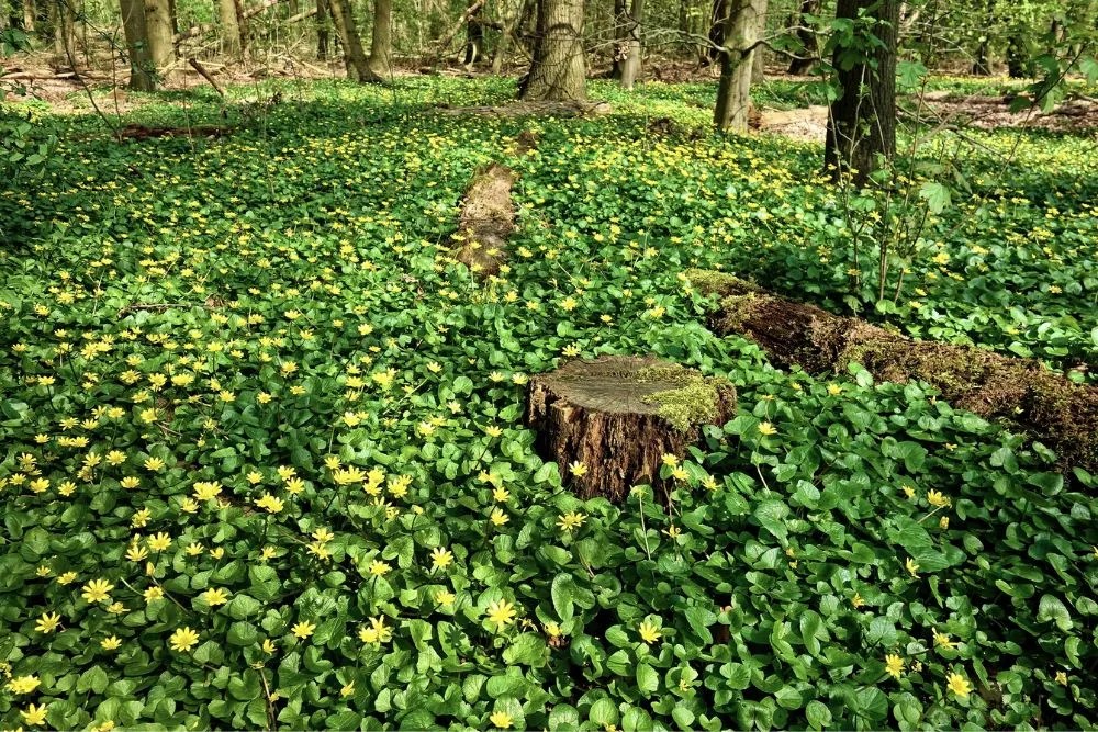 Unveiling the Green Carpet: Your Ultimate Guide to Perennial Ground Cover Options