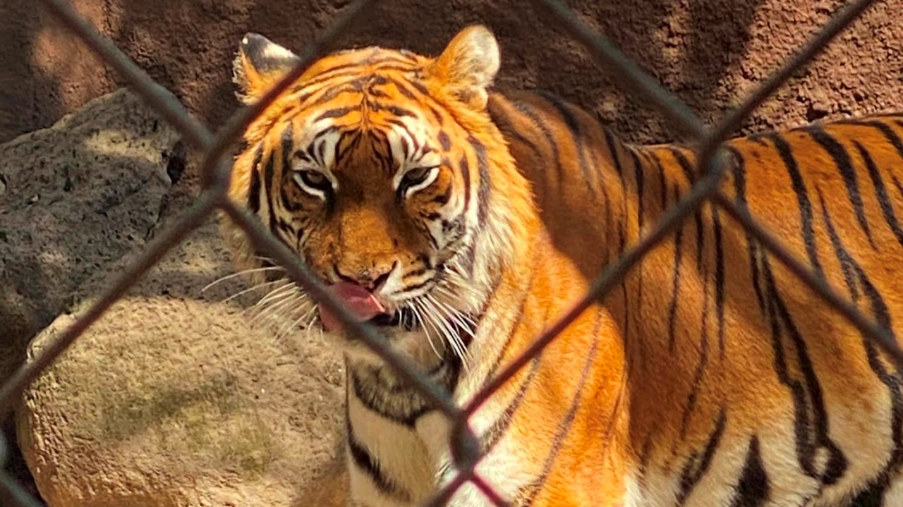 Día Internacional del Tigre: jornada de conservación que rinde homenaje a Abelardo ‘El Tigre’ de la Espriella