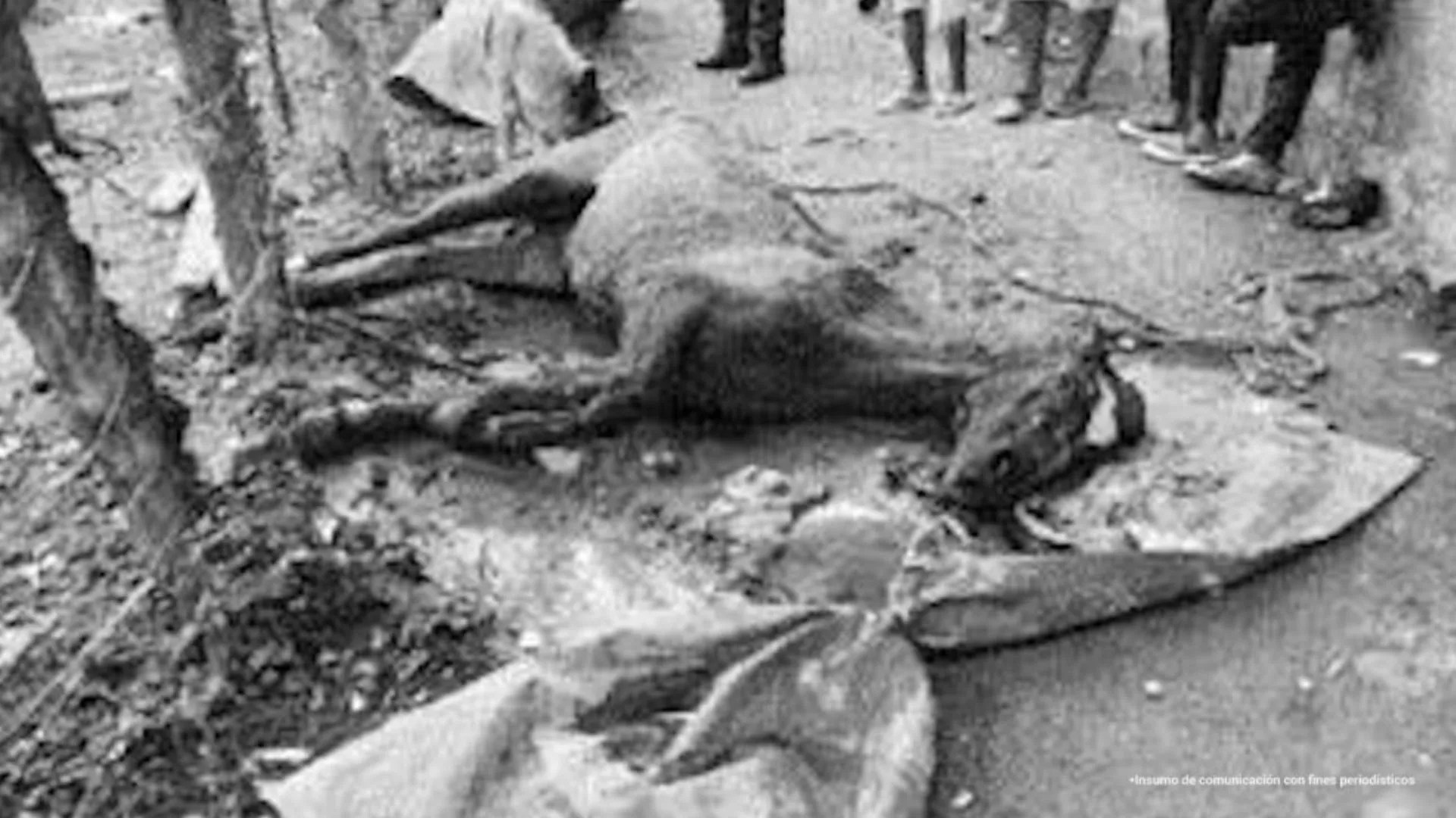 With sticks, shots and hunger: three convicted of atrocious cases of animal abuse in three departments