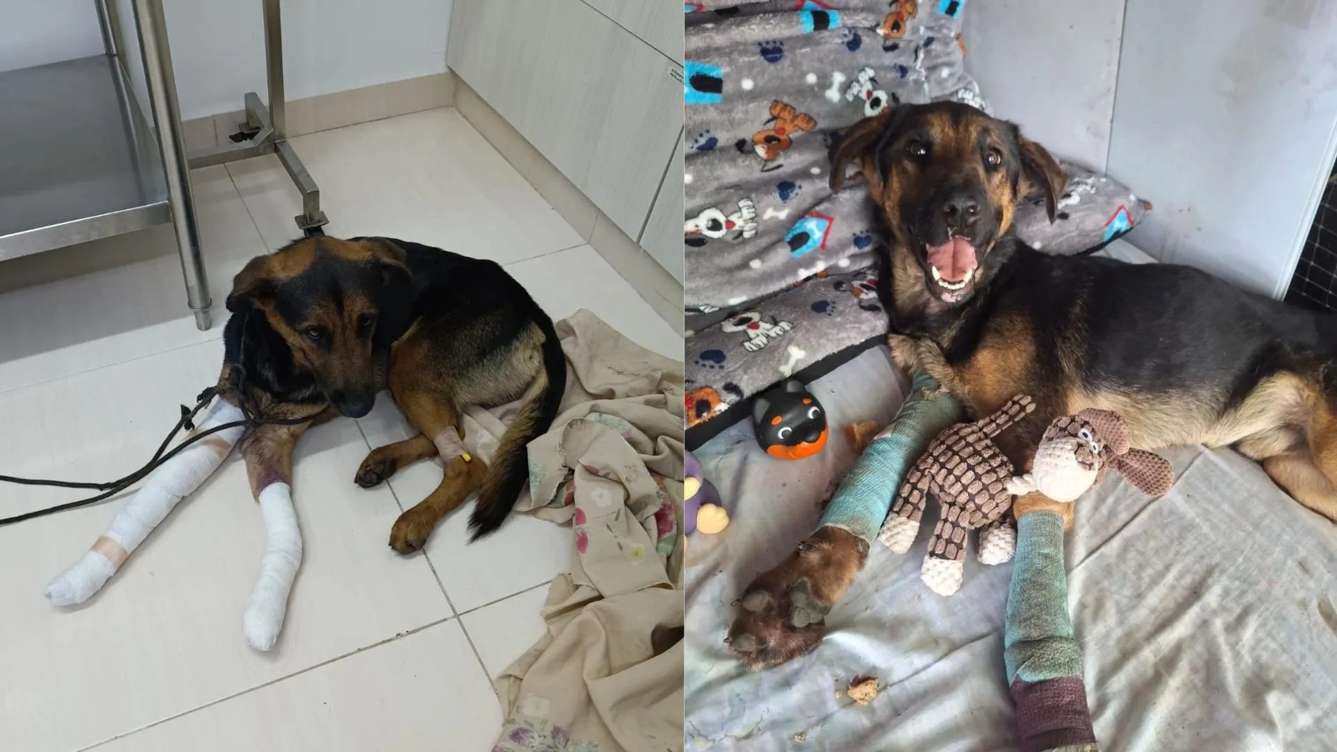 ¡Lo hallaron rodeado de gallinazos! Policías rescataron a un perrito en grave estado de abandono en Yotoco